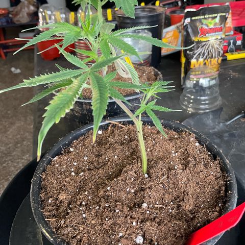 Tokyo Sunset growlog timeline photo
