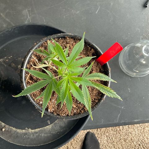 Tokyo Sunset growlog timeline photo