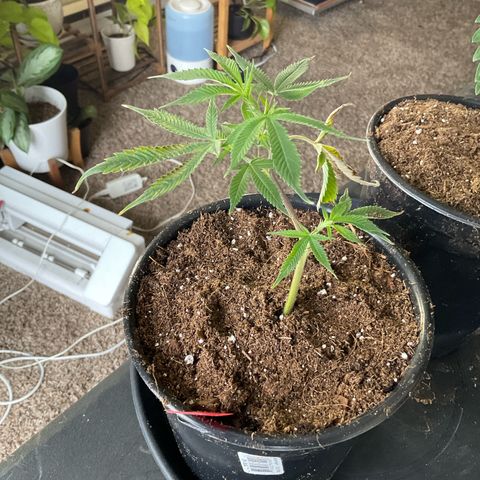 Tokyo Sunset growlog timeline photo