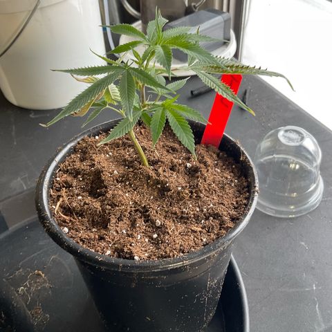 Tokyo Sunset growlog timeline photo