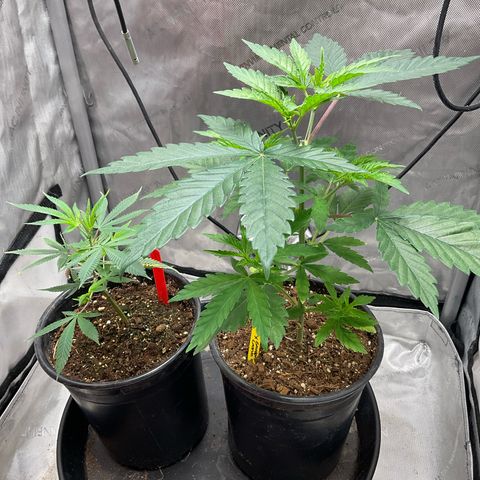 Kush Cake #10 x Grandpas Cookies #6 growlog timeline photo
