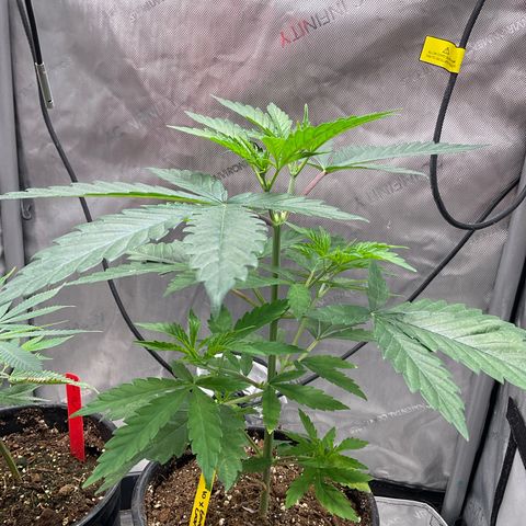 Kush Cake #10 x Grandpas Cookies #6 growlog timeline photo
