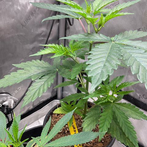Kush Cake #10 x Grandpas Cookies #6 growlog timeline photo