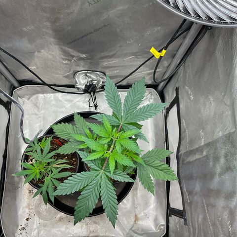 Kush Cake #10 x Grandpas Cookies #6 growlog timeline photo
