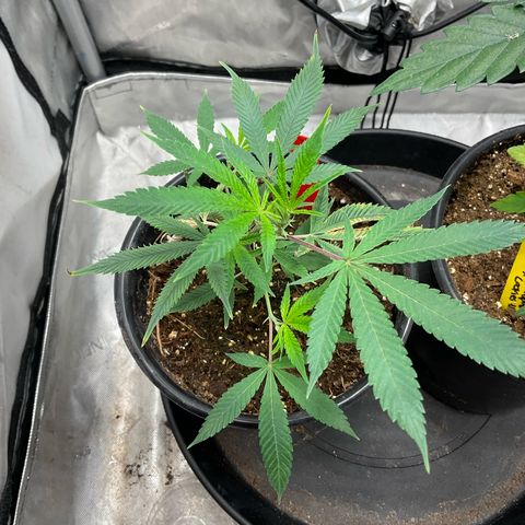 Tokyo Sunset growlog timeline photo