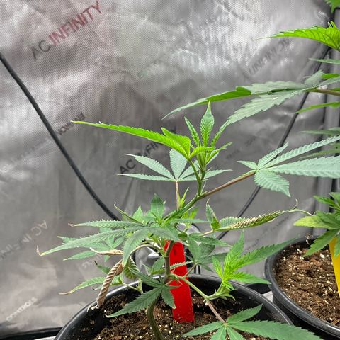 Tokyo Sunset growlog timeline photo