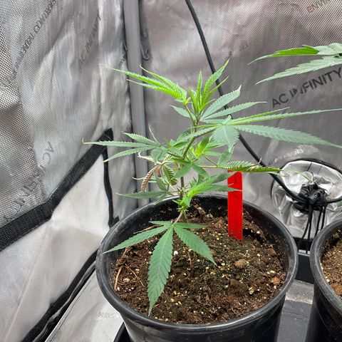 Tokyo Sunset growlog timeline photo