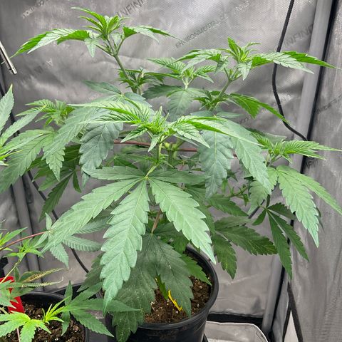 Kush Cake #10 x Grandpas Cookies #6 growlog timeline photo