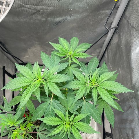 Kush Cake #10 x Grandpas Cookies #6 growlog timeline photo