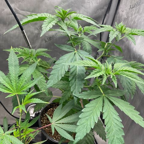 Kush Cake #10 x Grandpas Cookies #6 growlog timeline photo