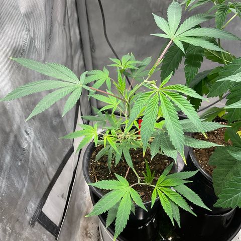 Tokyo Sunset growlog timeline photo