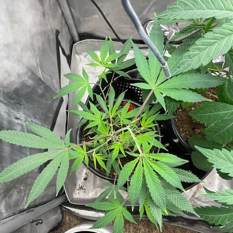 Tokyo Sunset growlog timeline photo