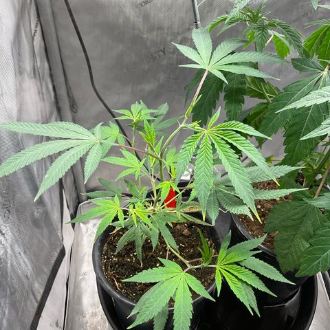 Tokyo Sunset growlog timeline photo