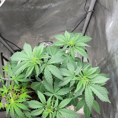 Kush Cake #10 x Grandpas Cookies #6 growlog timeline photo