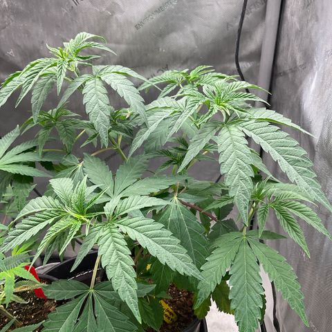 Kush Cake #10 x Grandpas Cookies #6 growlog timeline photo