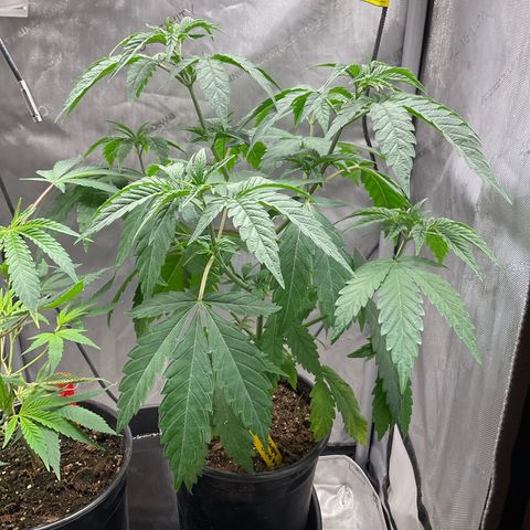 Kush Cake #10 x Grandpas Cookies #6 growlog timeline photo