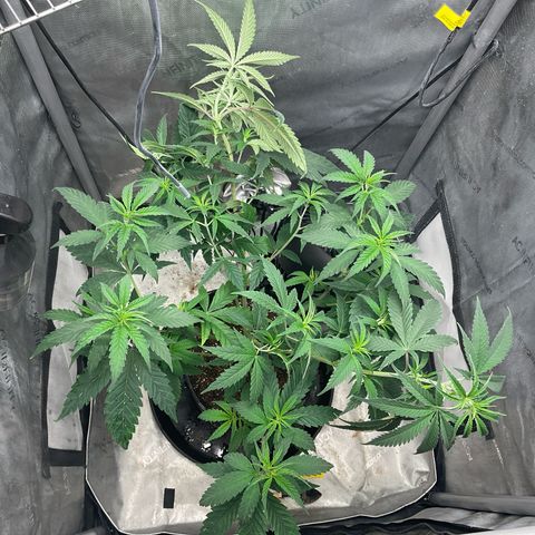Kush Cake #10 x Grandpas Cookies #6 growlog timeline photo