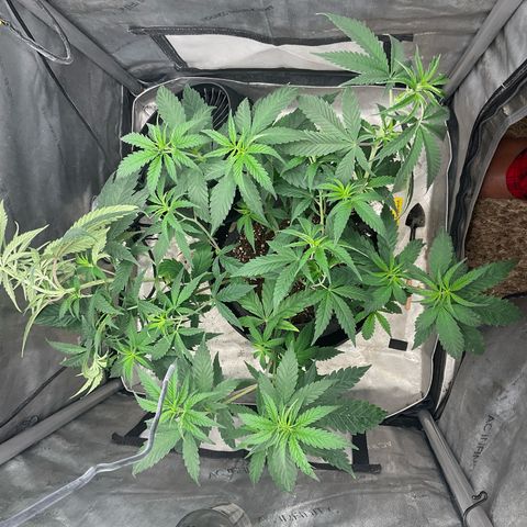 Kush Cake #10 x Grandpas Cookies #6 growlog timeline photo