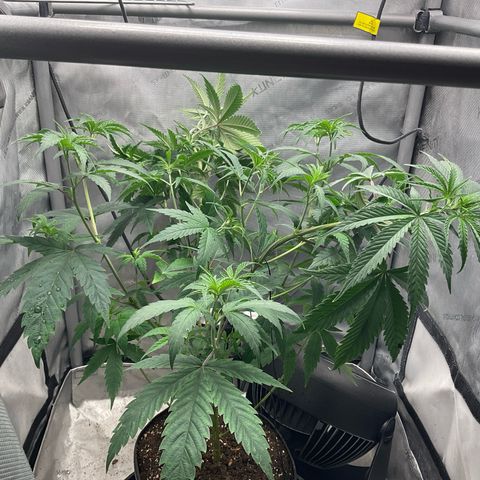 Kush Cake #10 x Grandpas Cookies #6 growlog timeline photo