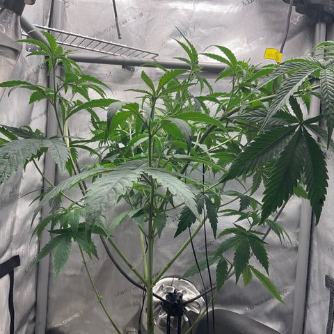 Kush Cake #10 x Grandpas Cookies #6 growlog timeline photo