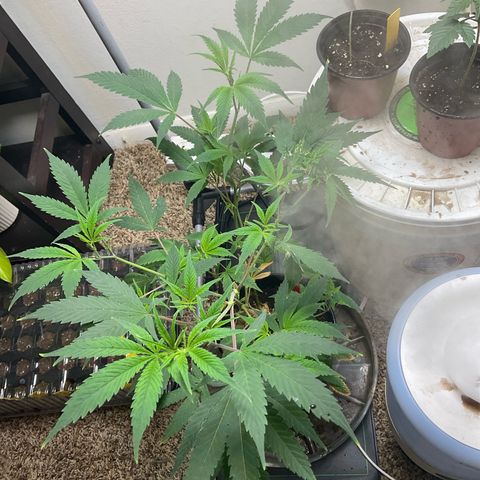 Tokyo Sunset growlog timeline photo