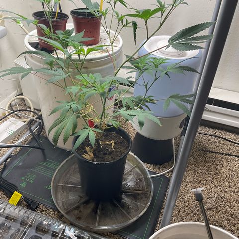 Tokyo Sunset growlog timeline photo