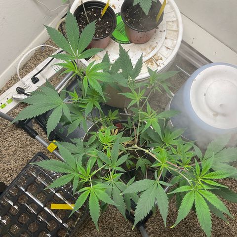 Tokyo Sunset growlog timeline photo