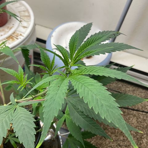 Tokyo Sunset growlog timeline photo