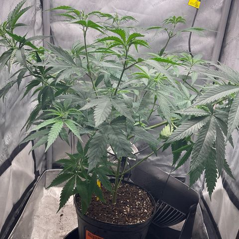 Kush Cake #10 x Grandpas Cookies #6 growlog timeline photo