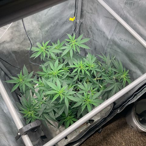 Kush Cake #10 x Grandpas Cookies #6 growlog timeline photo