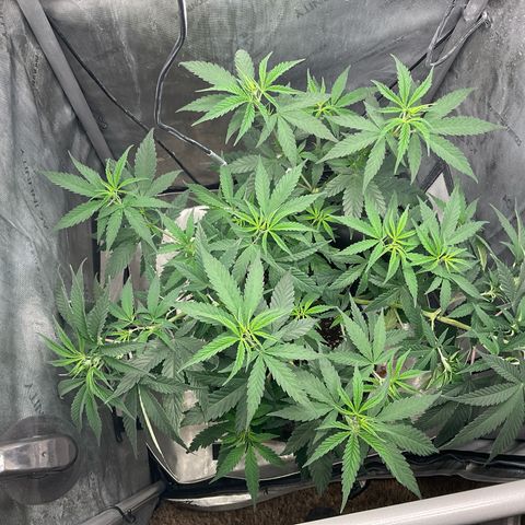 Kush Cake #10 x Grandpas Cookies #6 growlog timeline photo