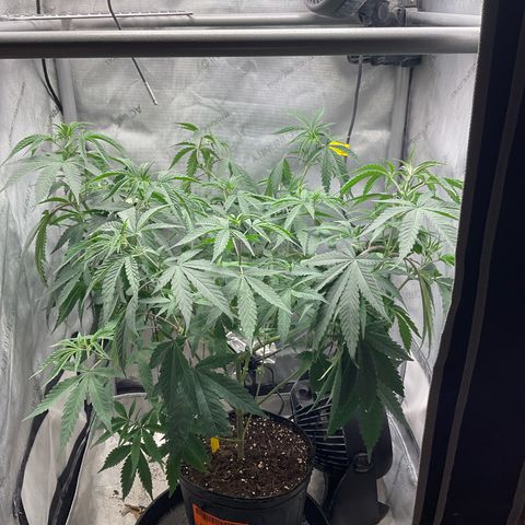 Kush Cake #10 x Grandpas Cookies #6 growlog timeline photo