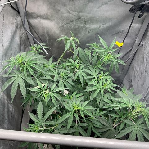 Kush Cake #10 x Grandpas Cookies #6 growlog timeline photo