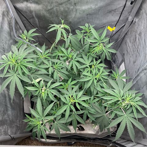 Kush Cake #10 x Grandpas Cookies #6 growlog timeline photo