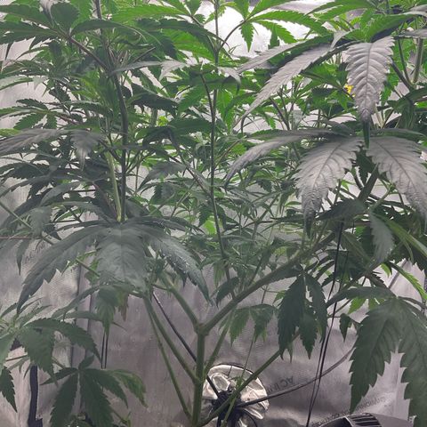Tokyo Sunset growlog timeline photo