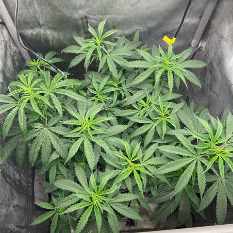 Tokyo Sunset growlog timeline photo