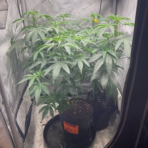 Tokyo Sunset growlog timeline photo