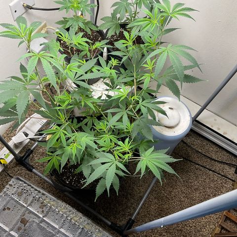 Tokyo Sunset growlog timeline photo