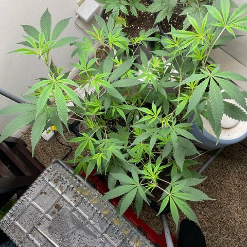 Tokyo Sunset growlog timeline photo