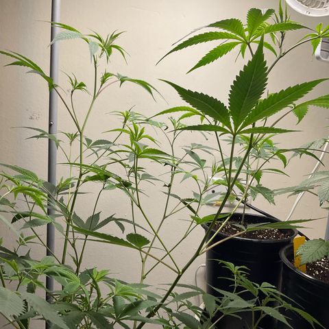 Tokyo Sunset growlog timeline photo