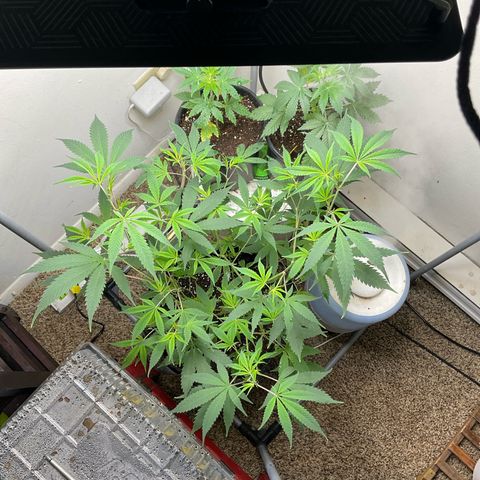 Tokyo Sunset growlog timeline photo