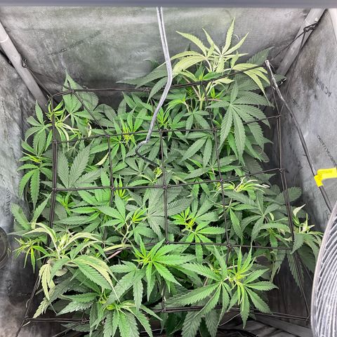 Kush Cake #10 x Grandpas Cookies #6 growlog timeline photo