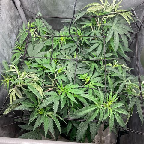Kush Cake #10 x Grandpas Cookies #6 growlog timeline photo