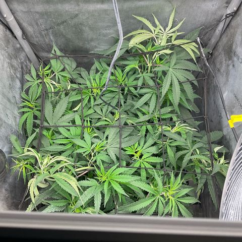 Kush Cake #10 x Grandpas Cookies #6 growlog timeline photo