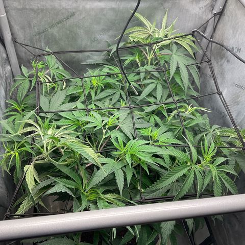 Kush Cake #10 x Grandpas Cookies #6 growlog timeline photo