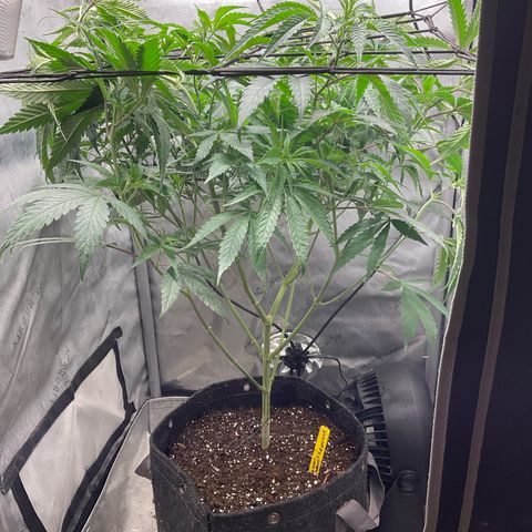Kush Cake #10 x Grandpas Cookies #6 growlog timeline photo