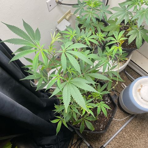 Tokyo Sunset growlog timeline photo