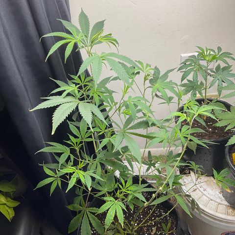 Tokyo Sunset growlog timeline photo