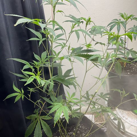 Tokyo Sunset growlog timeline photo