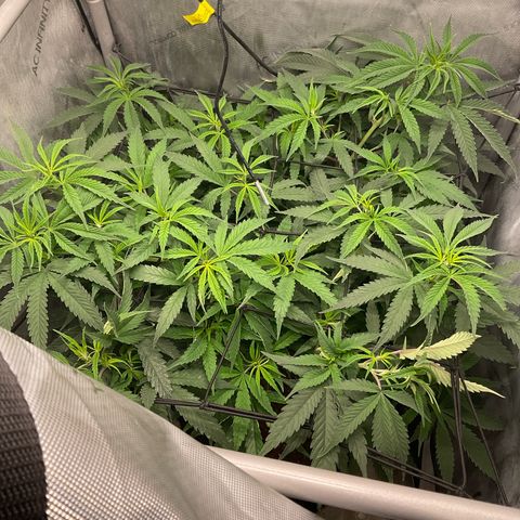 Kush Cake #10 x Grandpas Cookies #6 growlog timeline photo